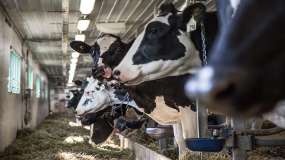 فرق الأغلبية بمجلس النواب تطالب بمهمة استطلاعية حول الدعم الحكومي لاستيراد الأغنام والأبقار