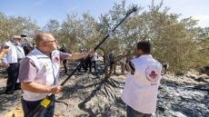 بدعم من وكالة بيت مال القدس بالمغرب :موسم قطاف الزيتون يتواصل في القدس بفلسطين